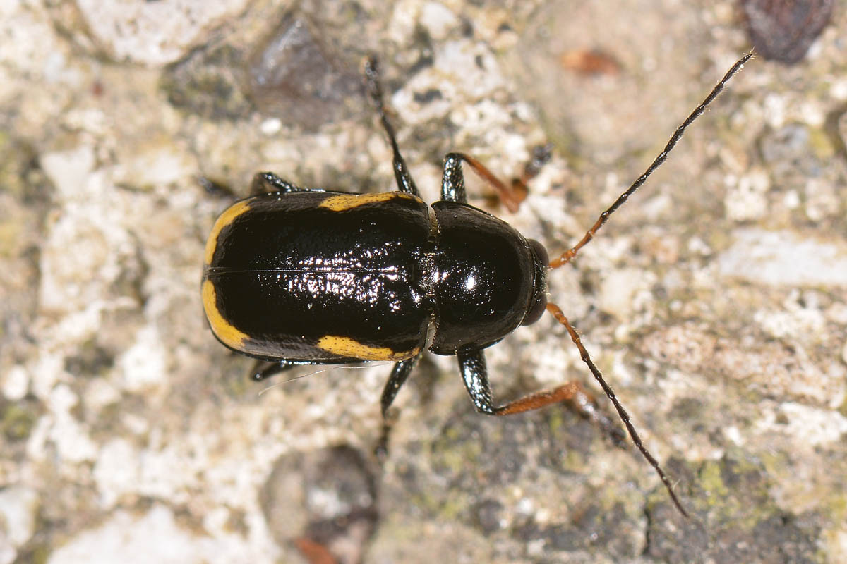 Chrysomelidae: Cryptocephalus stragula? S.